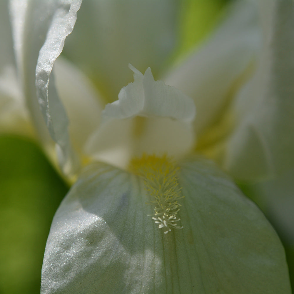 
                  
                    Copihue Iris Blanca
                  
                