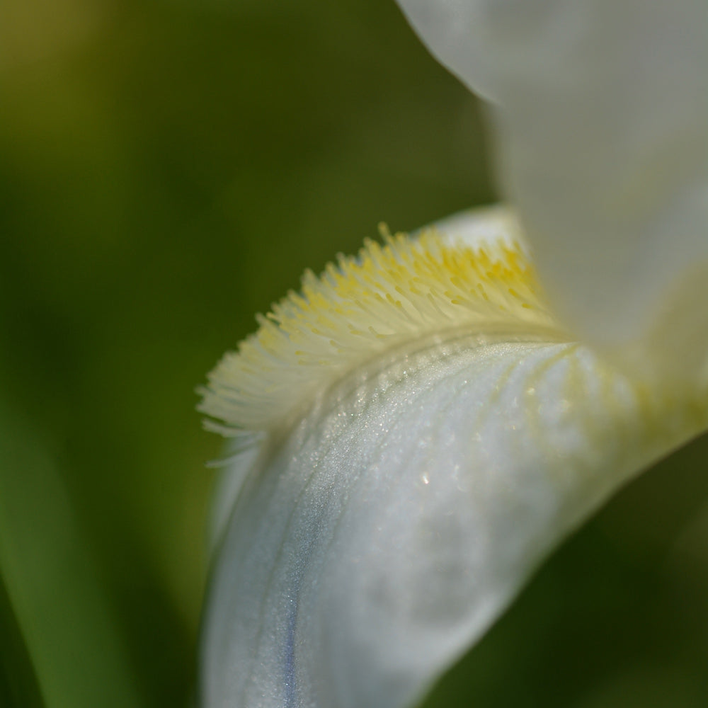 
                  
                    Copihue Iris Luna
                  
                